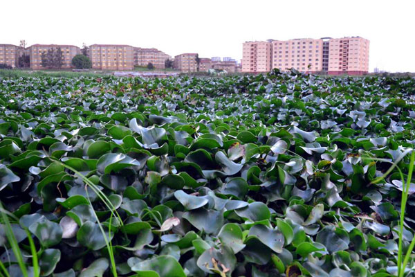 water_hyacinth.jpg