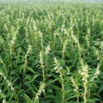 Farm-of-Sesame-plants.jpg