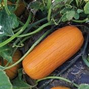 Hybrid pumpkin.jpg