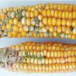 aflatoxin_infested_maize.jpg
