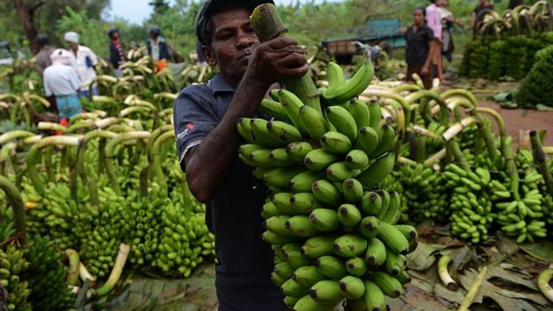 banana market.jpg