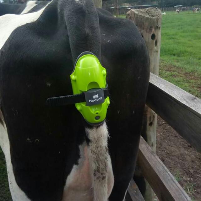 calving detector.jpg