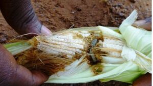 fall army worm by BBC.jpg