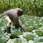 horticultural-farming-kenya.jpeg