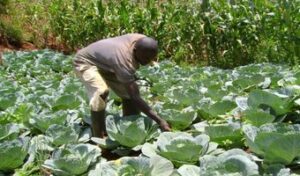horticultural-farming-kenya.jpeg