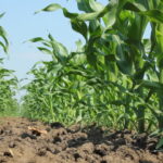 organic grown maize.jpg