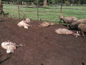 sheep killed UG.jpg