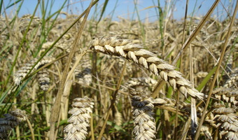 wheat-farmers-in-kenya-loosing-yields-due to-poor-farming-techniques.jpeg