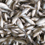 Fingerlings.png