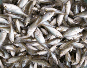 Fingerlings.png