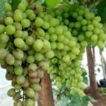 Grapes.jpg