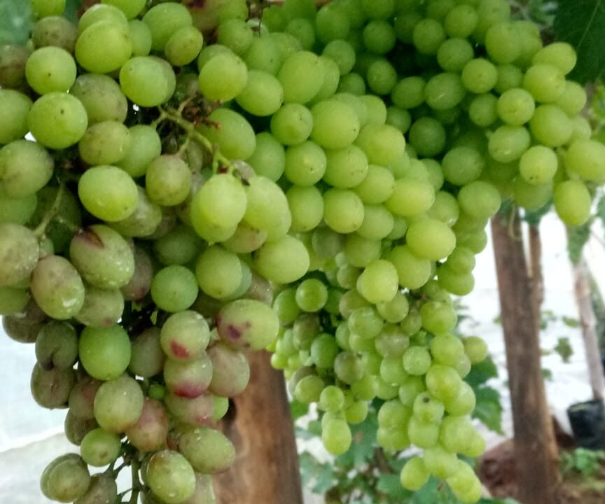 Grapes.jpg