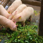 Piglets-eating-sweetpotato-silage-in-Uganda-3-1024x683.jpg