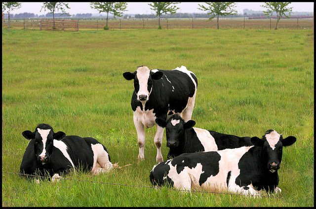 dairy-cattle-farming-in-Kenya.jpg
