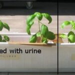 fertilized-with-urine.jpg