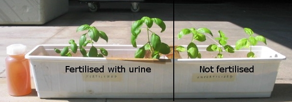 fertilized-with-urine.jpg