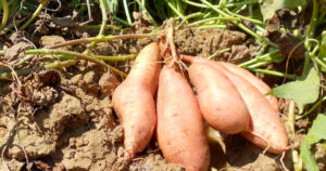 sweet-potato-farming-in-kenya.jpg