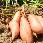sweet potato farming