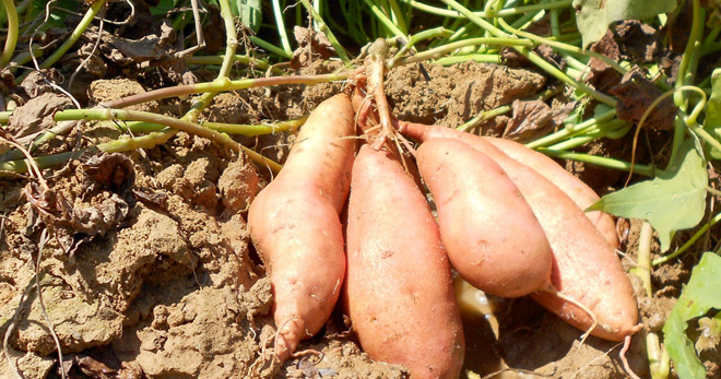 sweet-potato-farming-in-kenya.jpg