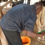 Dairy farmer-Nyeri County.JPG