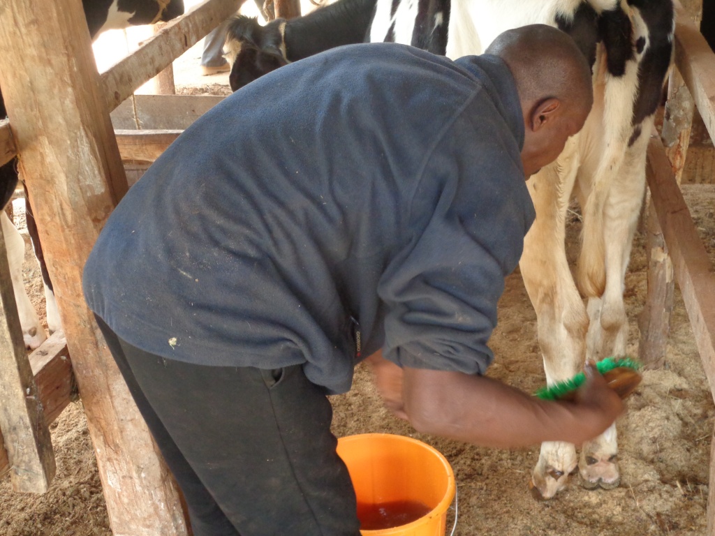 Dairy farmer-Nyeri County.JPG