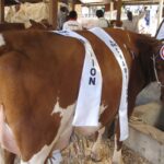 KALRO's Nairobi ASK champion cow.JPG