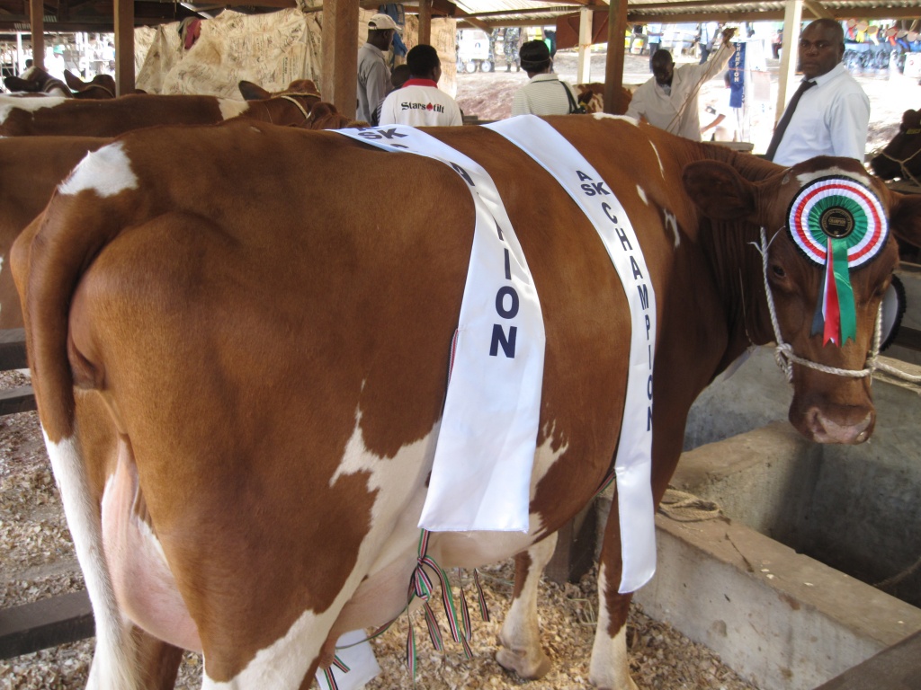 KALRO's Nairobi ASK champion cow.JPG