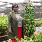 Kalro banana.jpg