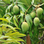 Mango Drying- Value Addition.jpg