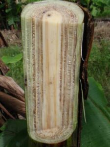 banana pseudo stems.jpg