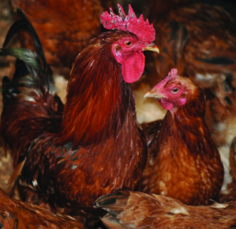 kenbro-chicken-farming.jpg