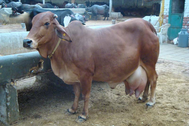 sahiwal cow.jpg