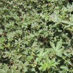 spider plant-Nairobi International Trade Fair.JPG