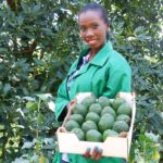 Avocado photo by mt-kenya-avocado-farmer.jpg