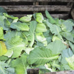 Cabbage Waste.jpg