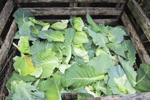 Cabbage Waste.jpg
