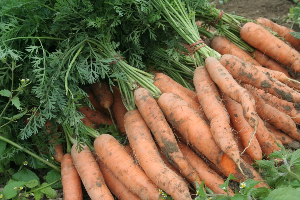 Carrots-farming-in-kenya.jpg