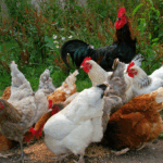Indigenous chicken.png