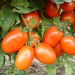 Shanty F1-AMIRAN.jpg