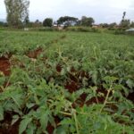 Tomato farm-Livingstone-Laikipia.jpg