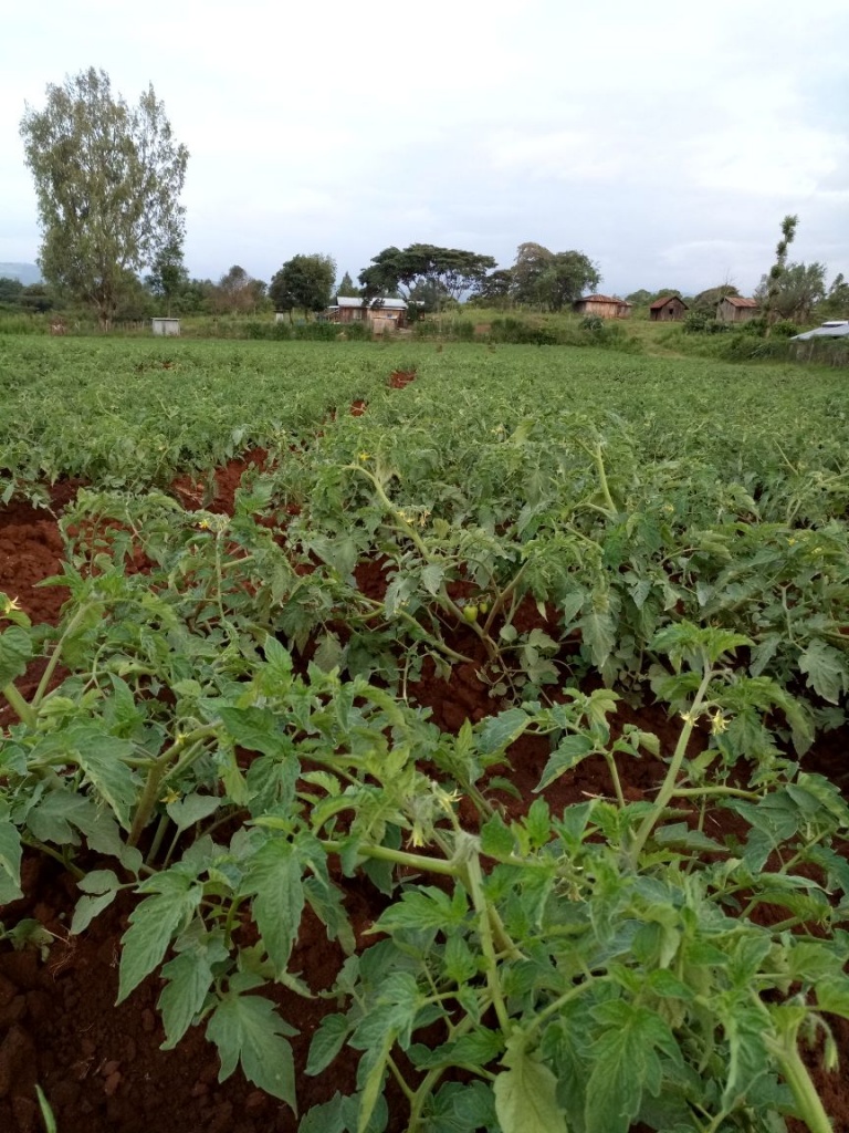 Tomato farm-Livingstone-Laikipia.jpg