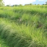 Vetiver grass.jpg