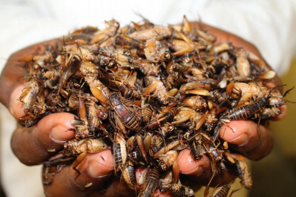cricket-farming-in-Kenya-FAO.jpg