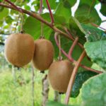 kiwi fruit plant.jpg
