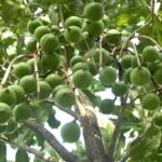 macadamia-Nyeri.jpg