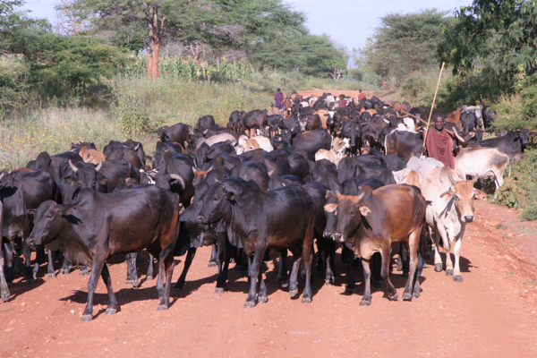 pastoralists-TZ.jpg