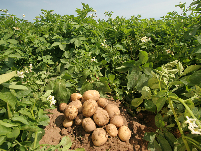 potato-Nyandarwa.jpg