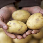 potato-contract-farming-kenya.jpeg