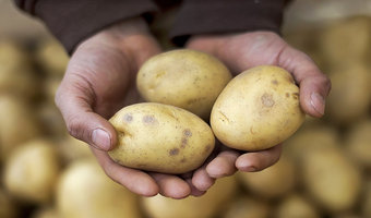 potato-contract-farming-kenya.jpeg