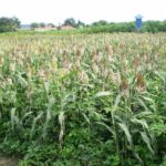 push-pull in Sorghum.JPG